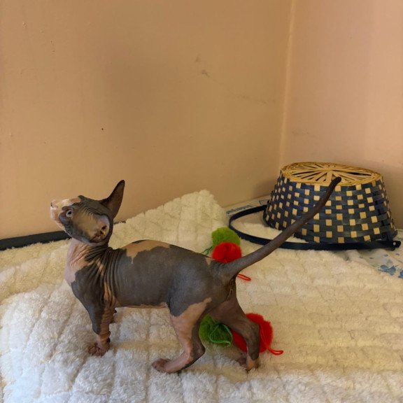 Bambino PS Kitten is in USA Reina