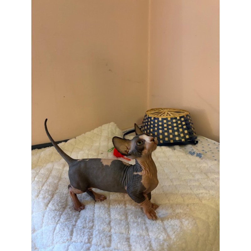 Bambino PS Kitten is in USA Reina