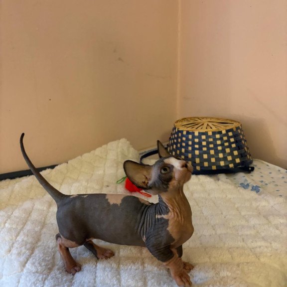 Bambino PS Kitten is in USA Reina