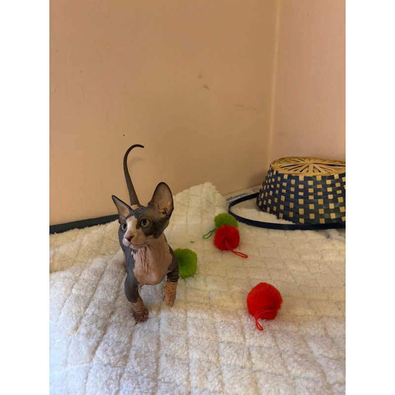 Bambino PS Kitten is in USA Reina