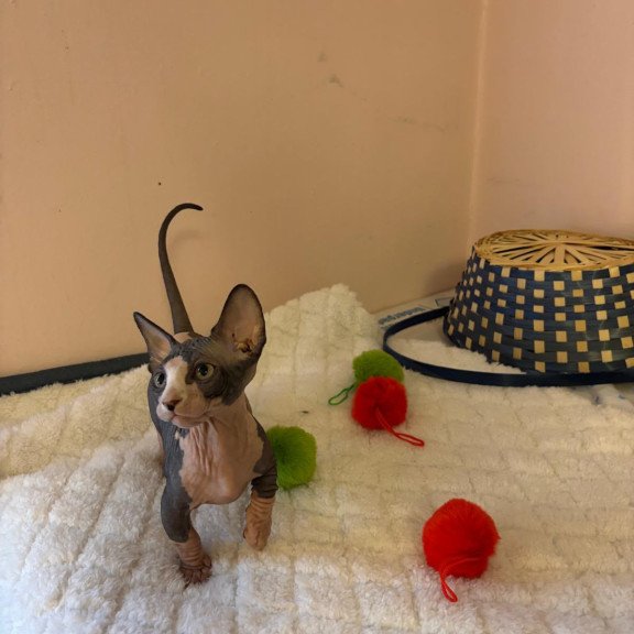 Bambino PS Kitten is in USA Reina