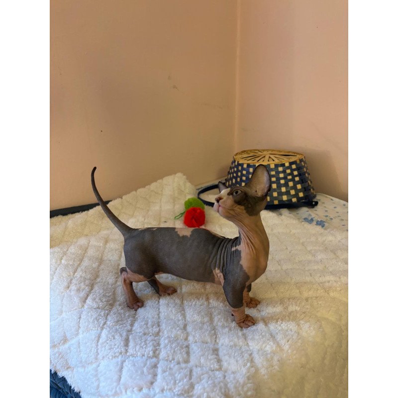 Bambino PS Kitten is in USA Reina