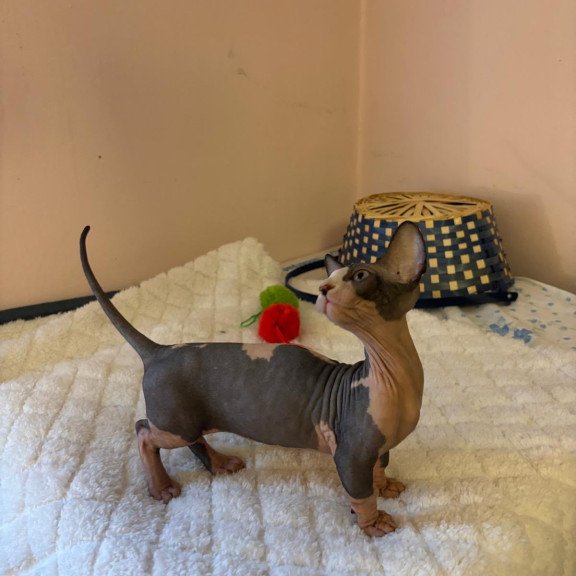 Bambino PS Kitten is in USA Reina