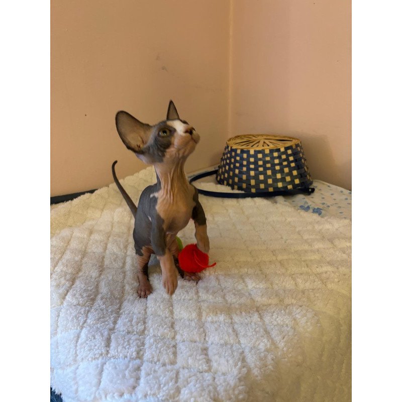 Bambino PS Kitten is in USA Reina