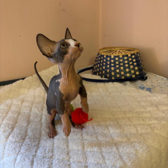 Bambino PS Kitten is in USA Reina