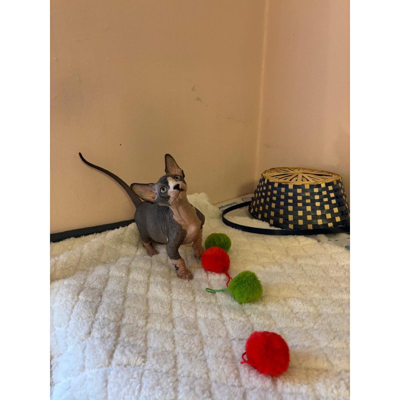 Bambino PS Kitten is in USA Reina