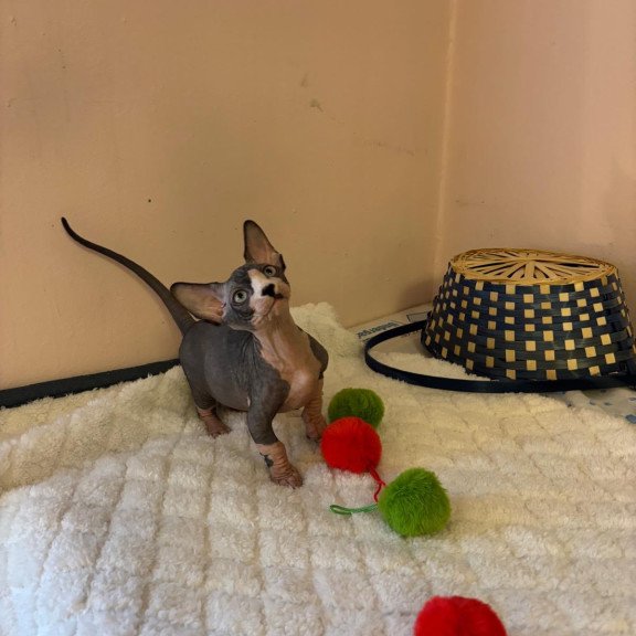 Bambino PS Kitten is in USA Reina
