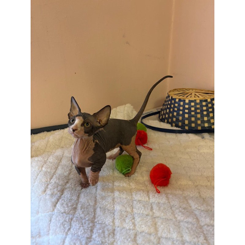 Bambino PS Kitten is in USA Reina