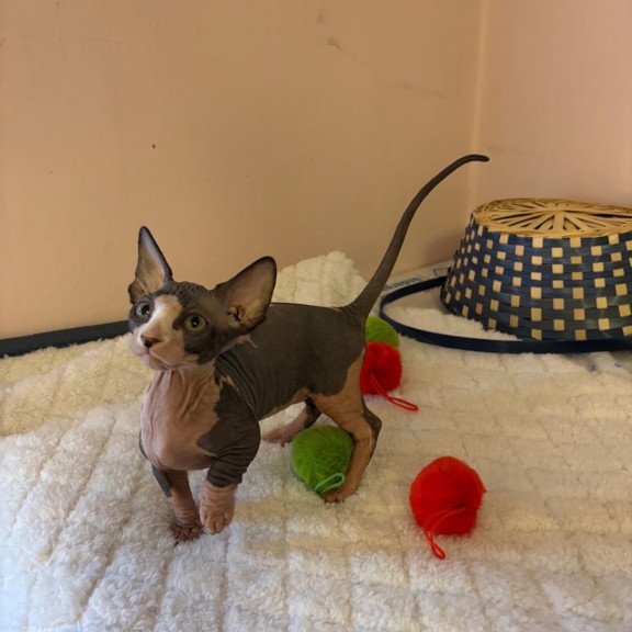 Bambino PS Kitten is in USA Reina