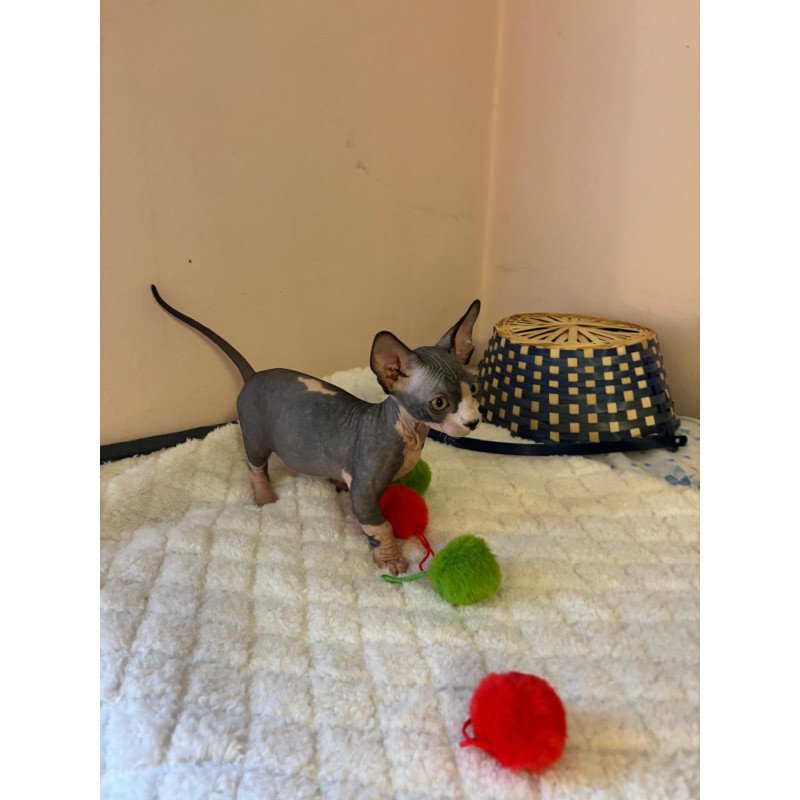 Bambino PS Kitten is in USA Reina