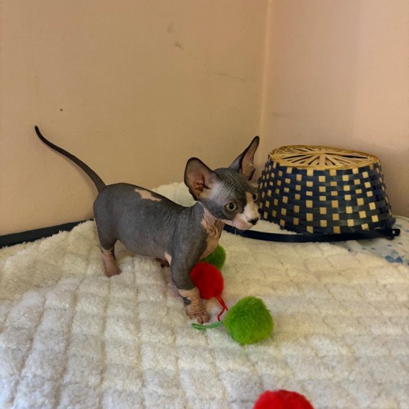 Bambino PS Kitten is in USA Reina