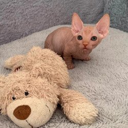 Bambino PS Kitten is in USA...