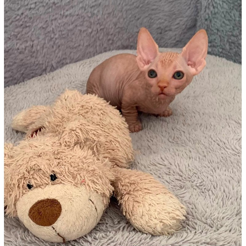 Bambino PS Kitten is in USA Sun