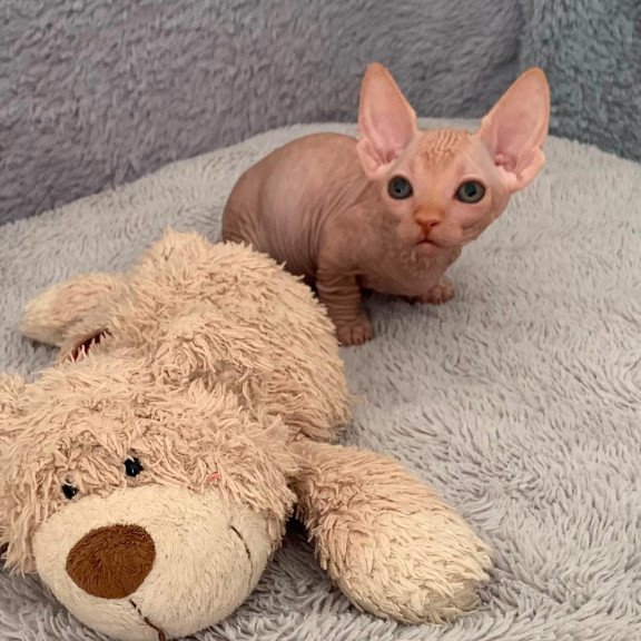 Bambino PS Kitten is in USA Sun