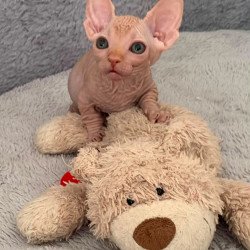 Bambino PS Kitten is in USA...