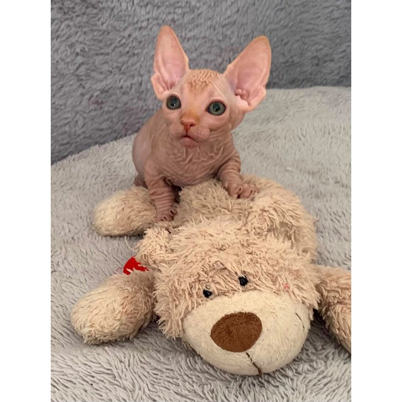 Bambino PS Kitten is in USA Sun