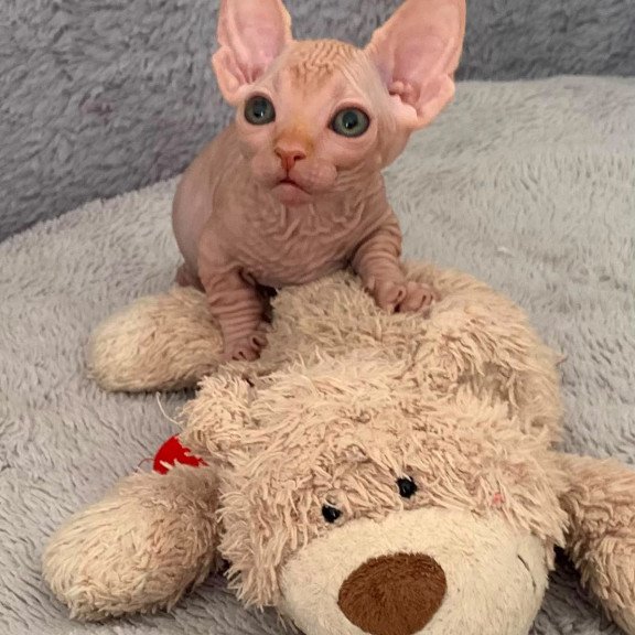 Bambino PS Kitten is in USA Sun