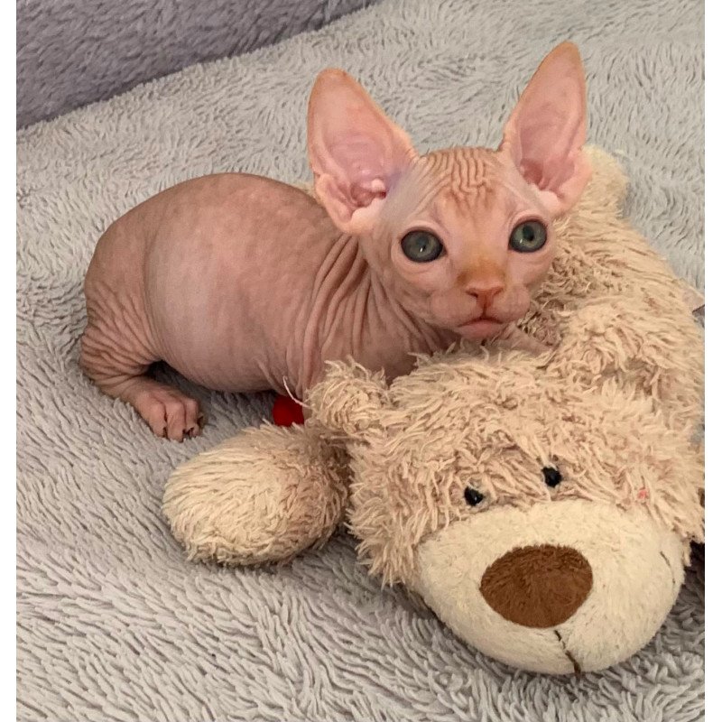Bambino PS Kitten is in USA Sun