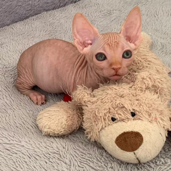 Bambino PS Kitten is in USA Sun