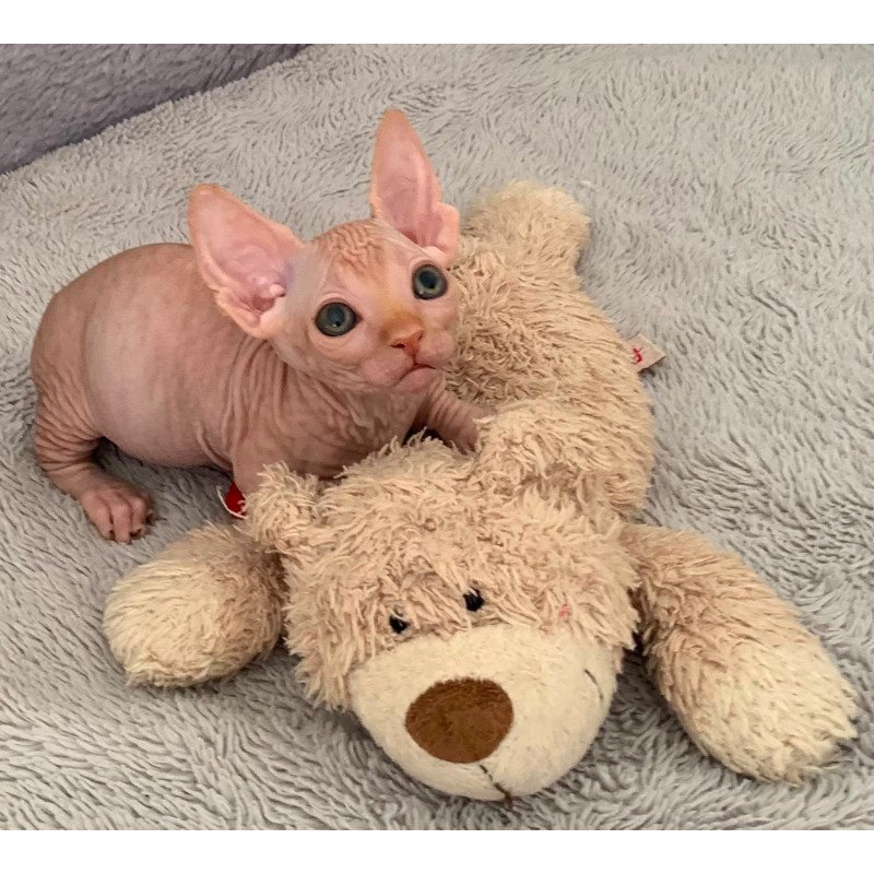 Bambino PS Kitten is in USA Sun