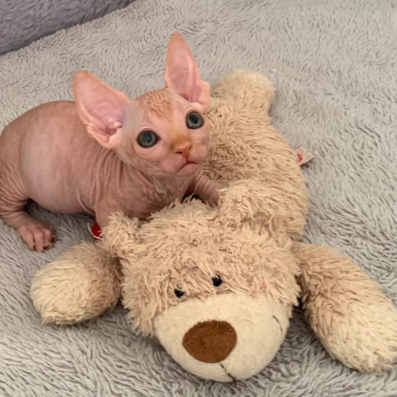 Bambino PS Kitten is in USA Sun