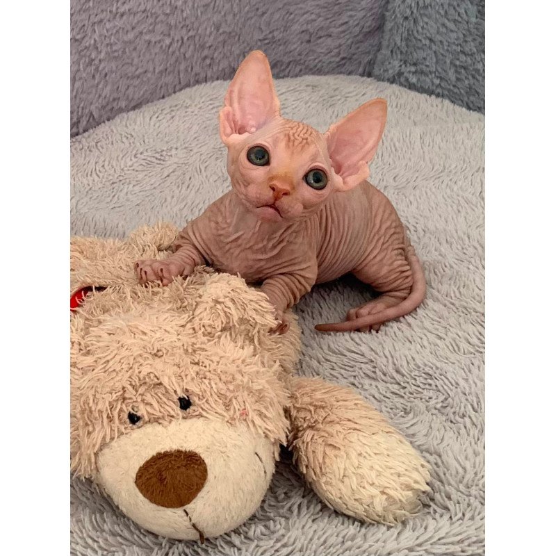 Bambino PS Kitten is in USA Sun