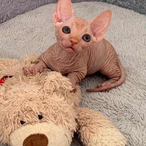 Bambino PS Kitten is in USA Sun