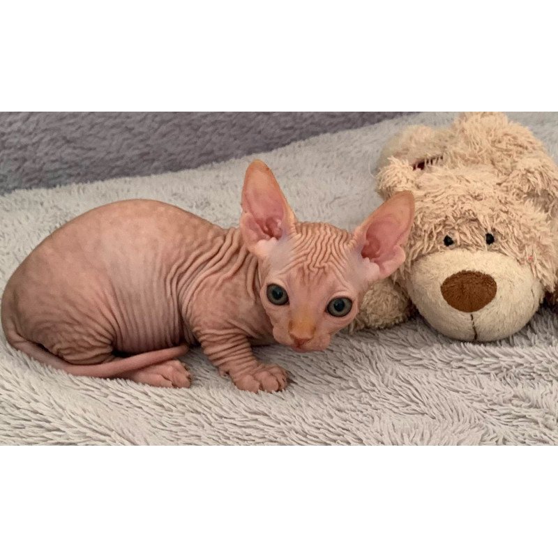 Bambino PS Kitten is in USA Sun