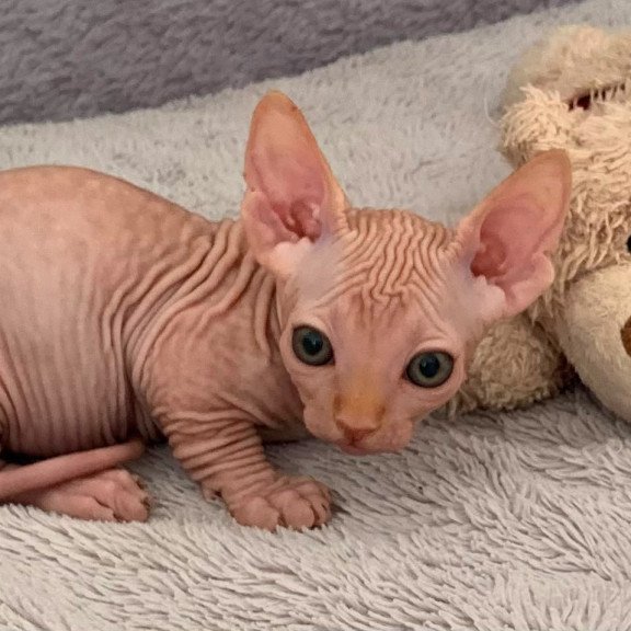 Bambino PS Kitten is in USA Sun