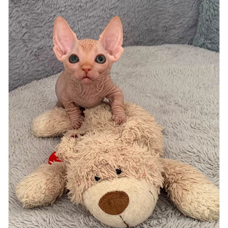 Bambino PS Kitten is in USA Sun