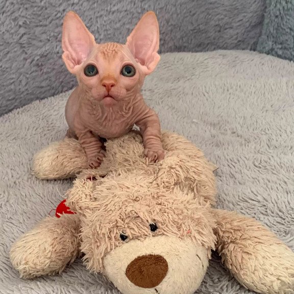 Bambino PS Kitten is in USA Sun