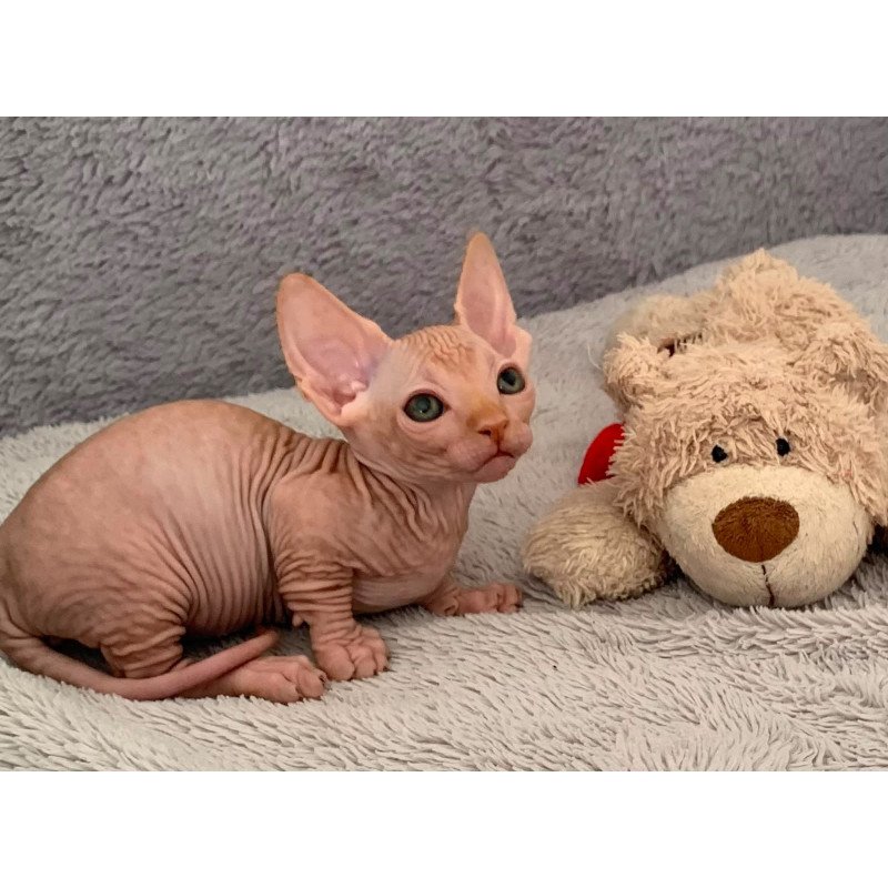 Bambino PS Kitten is in USA Sun