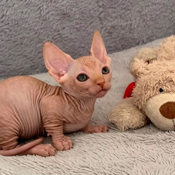 Bambino PS Kitten is in USA Sun