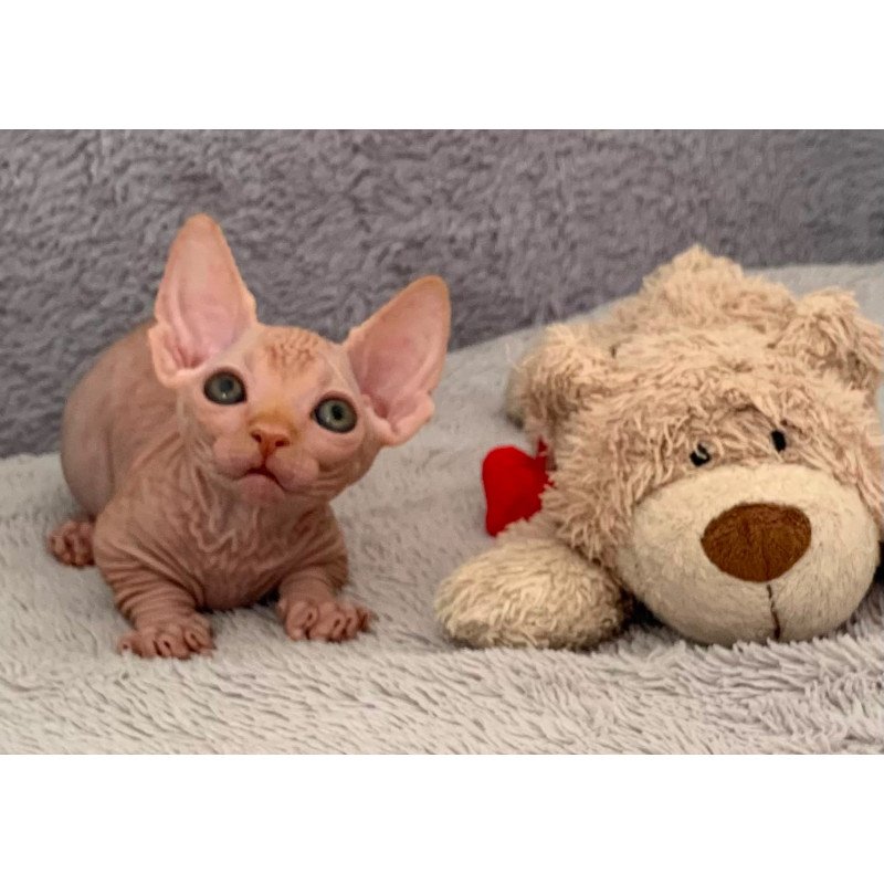 Bambino PS Kitten is in USA Sun