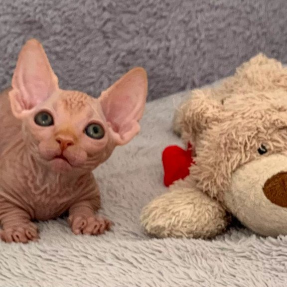 Bambino PS Kitten is in USA Sun