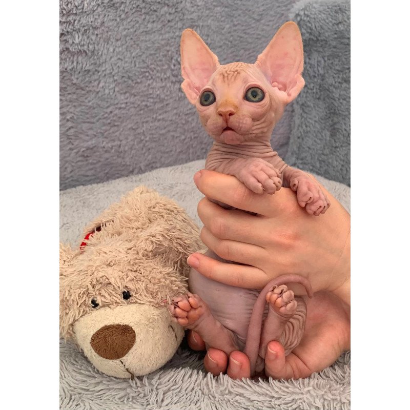 Bambino PS Kitten is in USA Sun