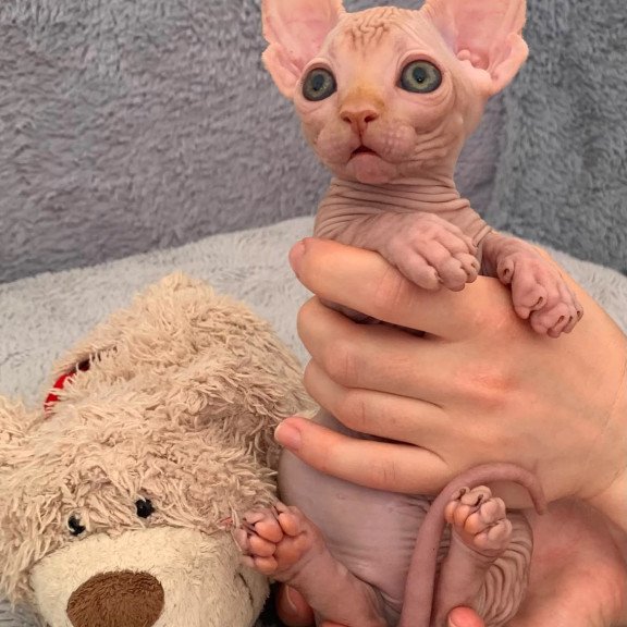 Bambino PS Kitten is in USA Sun