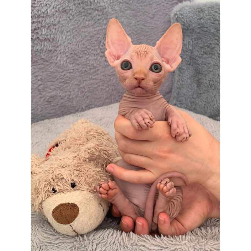 Bambino PS Kitten is in USA Sun