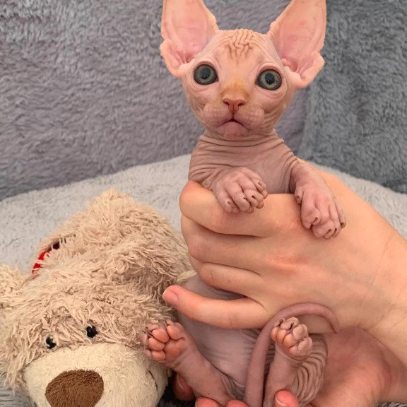 Bambino PS Kitten is in USA Sun