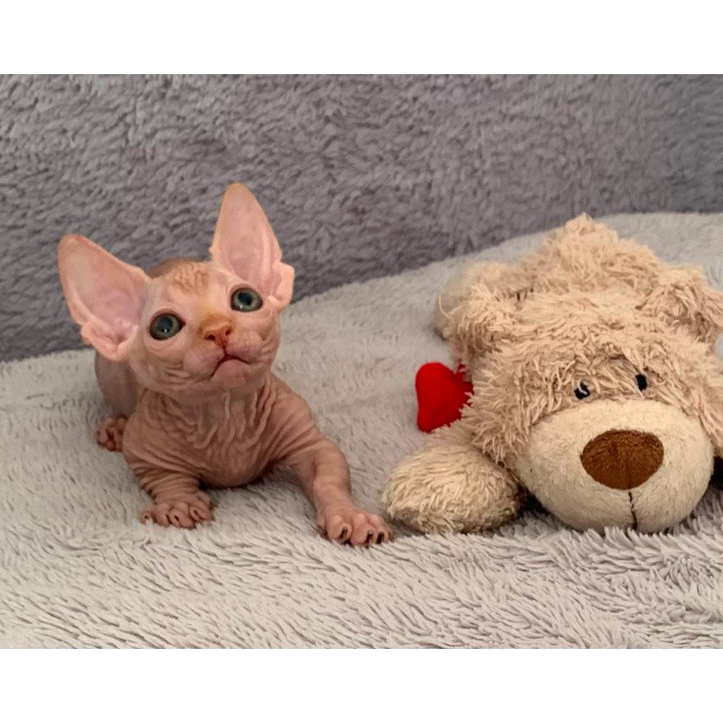 Bambino PS Kitten is in USA Sun