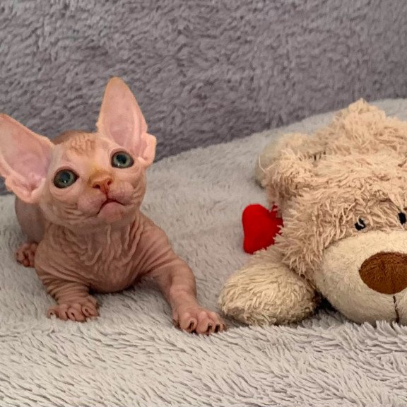 Bambino PS Kitten is in USA Sun