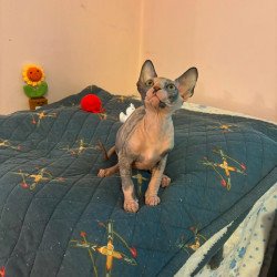 Sphynx PS kitten is in USA...