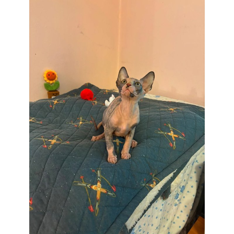 Sphynx PS kitten is in USA Sanna
