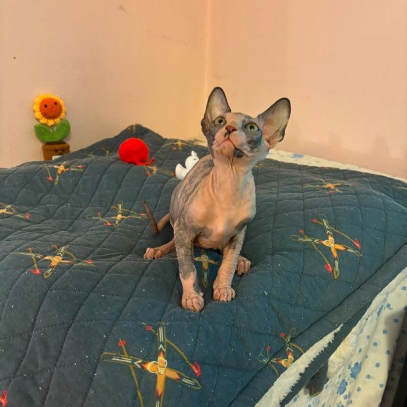 Sphynx PS kitten is in USA Sanna