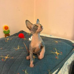 Sphynx PS kitten is in USA...