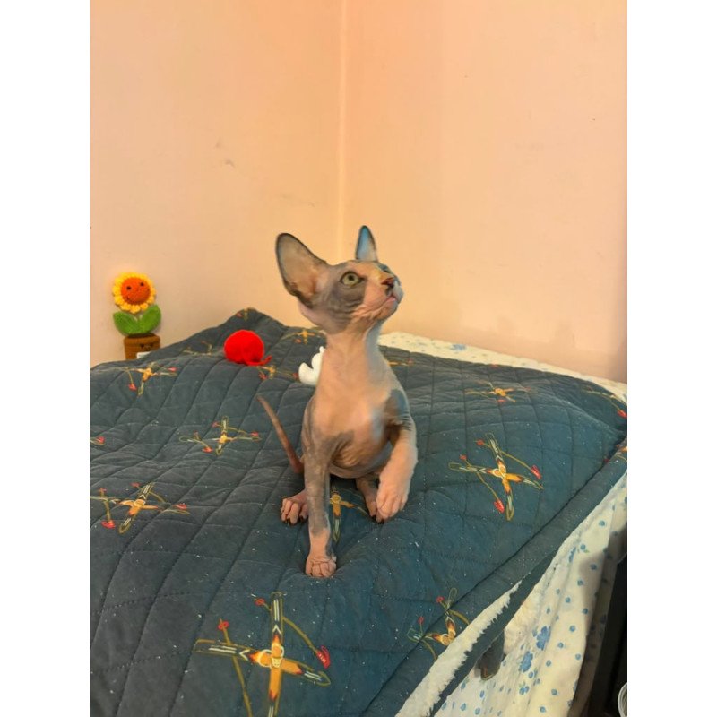 Sphynx PS kitten is in USA Sanna