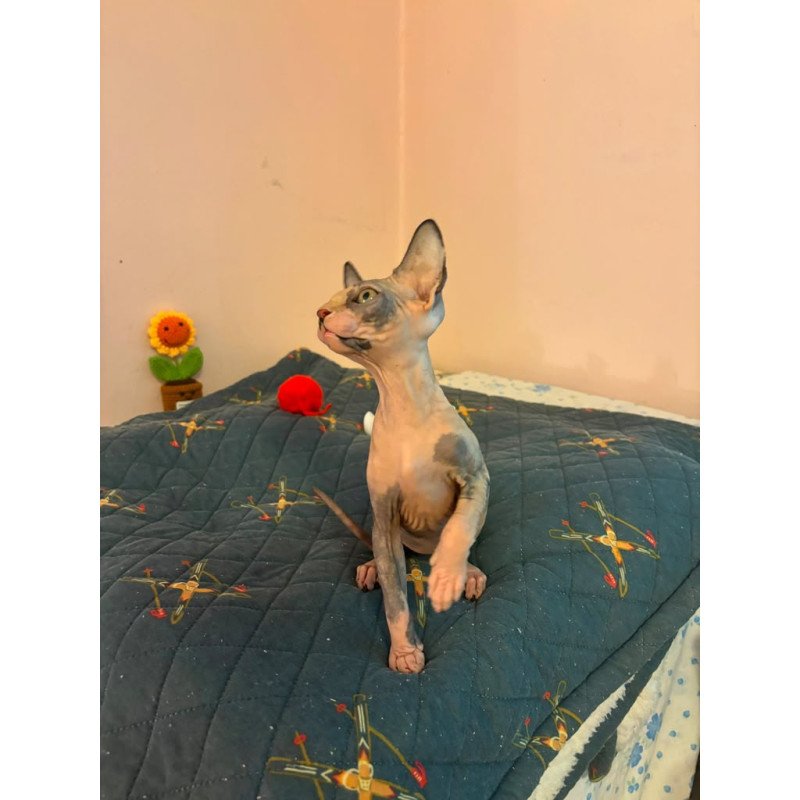 Sphynx PS kitten is in USA Sanna