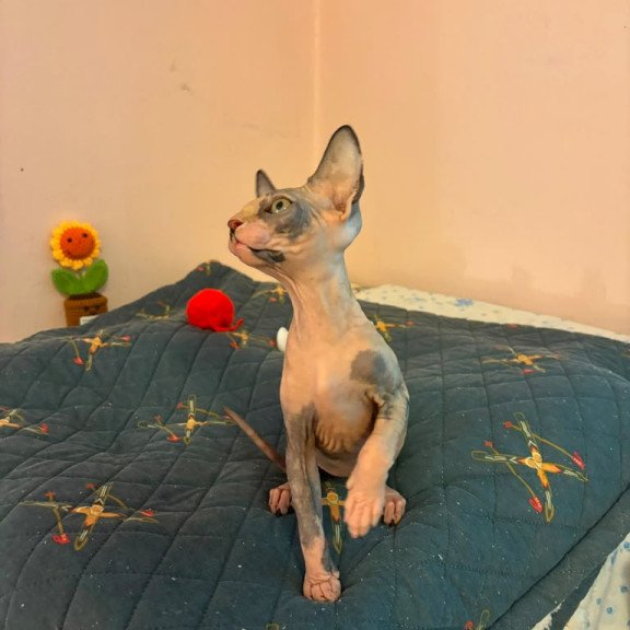 Sphynx PS kitten is in USA Sanna