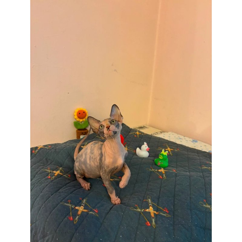 Sphynx PS kitten is in USA Sanna