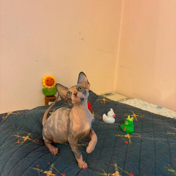 Sphynx PS kitten is in USA Sanna